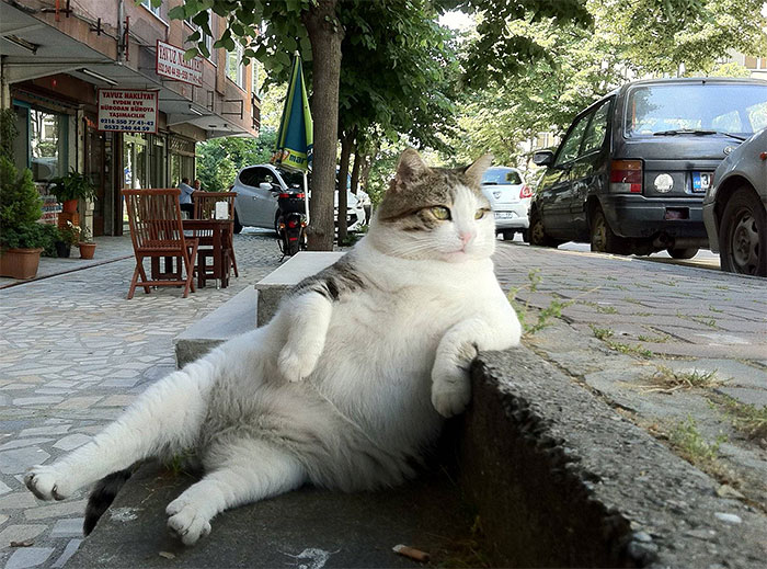 casual cat